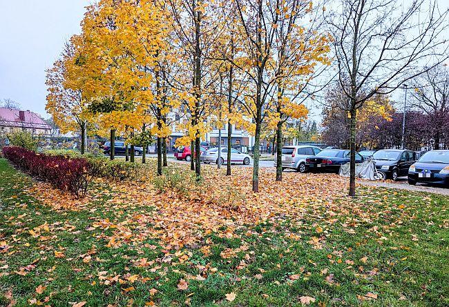 Liście opadłe z drzew to skarb dla osiedlowej przyrody